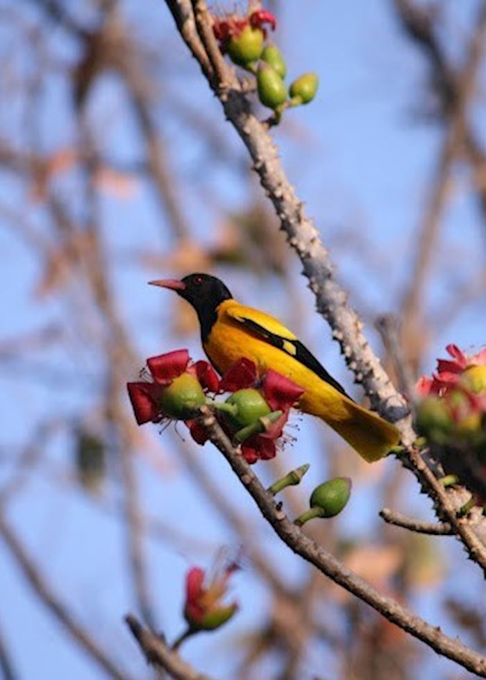 Black Hooded Oriole