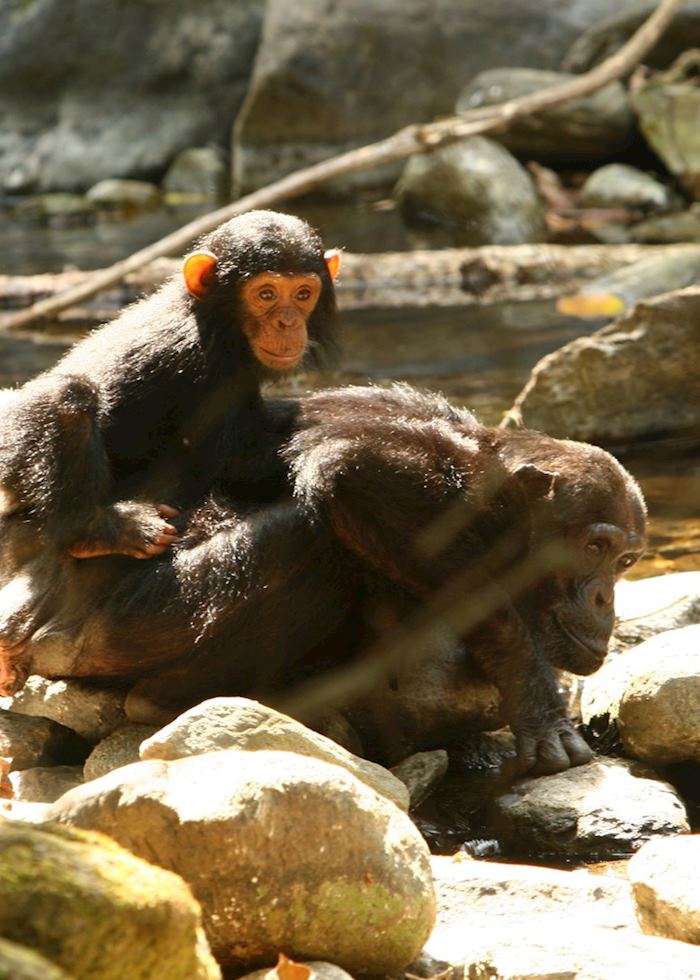 Chimpanzee mother and baby, Mahale Mountains