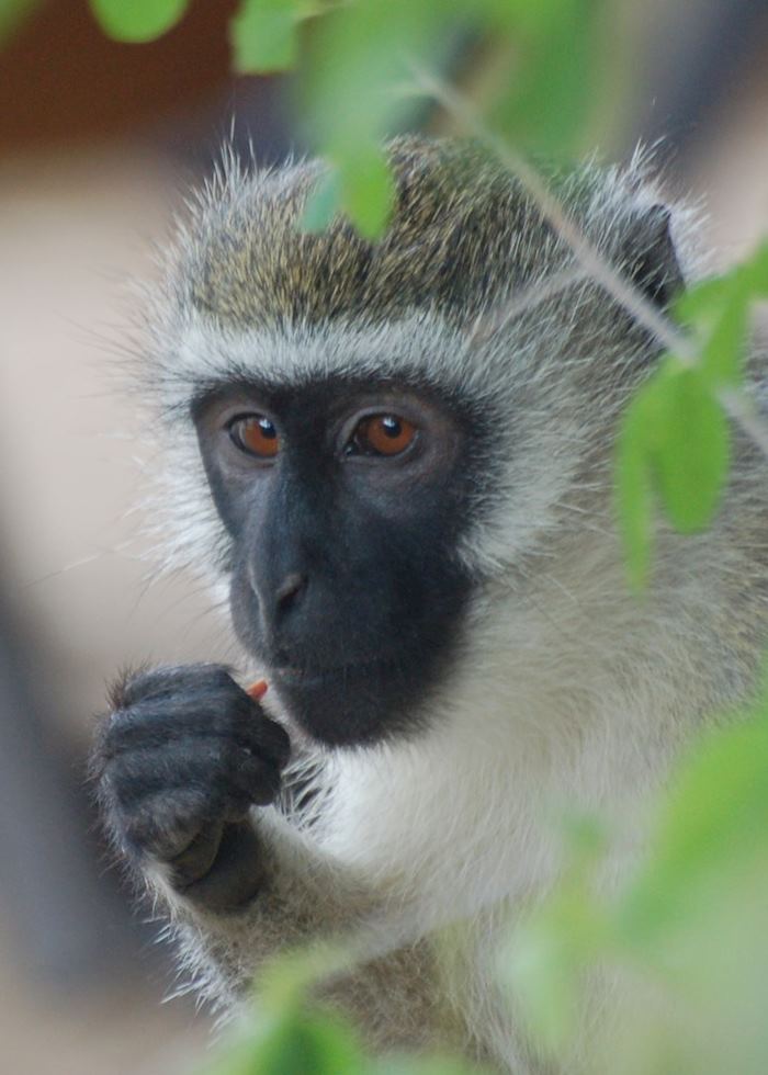 Vervet monkey, Diani Beach, Kenya