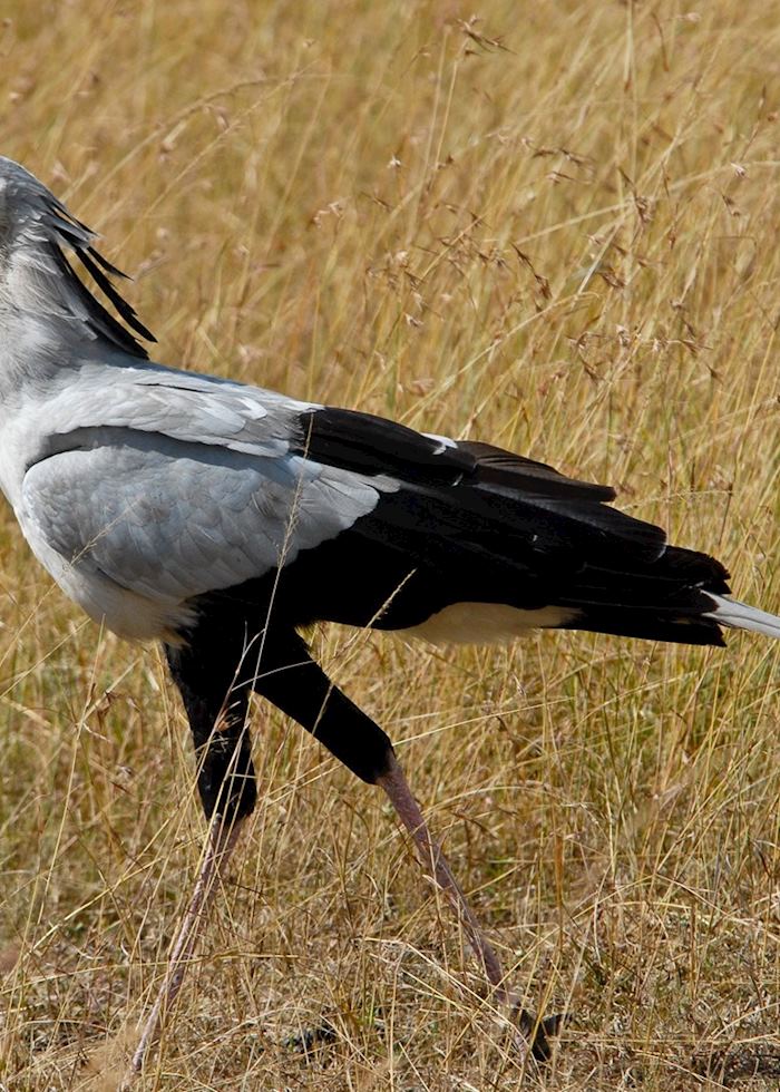 Secretary bird, Masai Mara