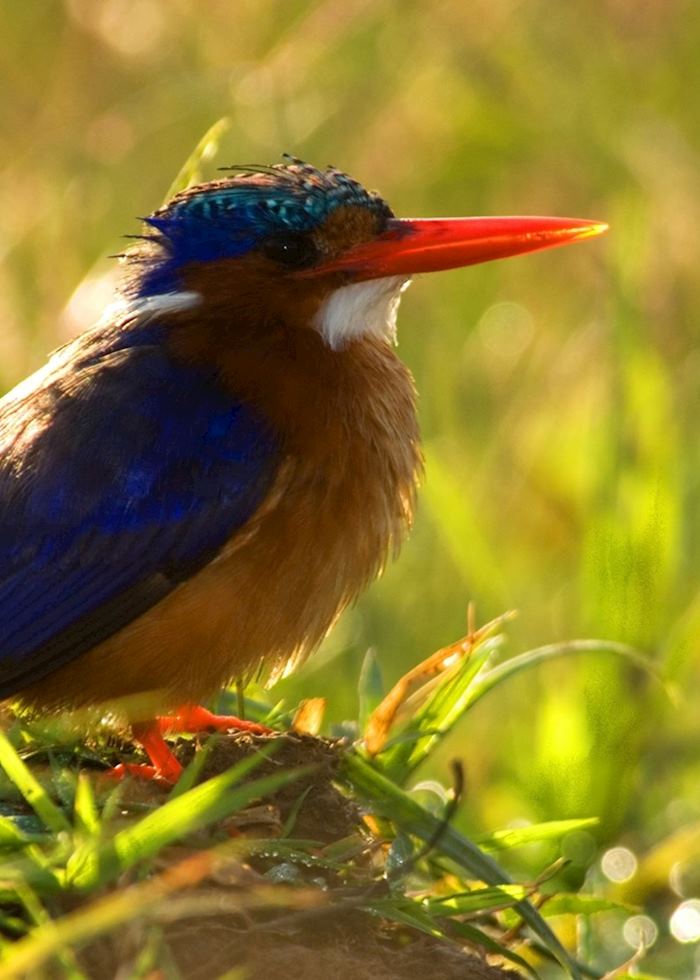 Malachite kingfisher, Masai Mara