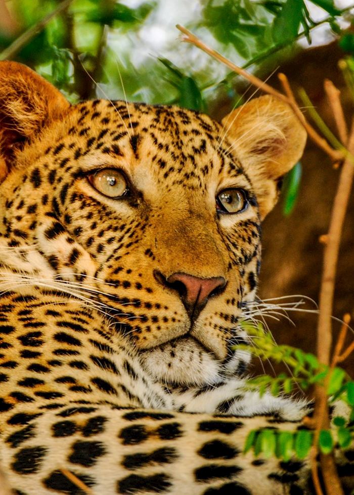 Leopard,Lower Zambezi National Park,Zambia