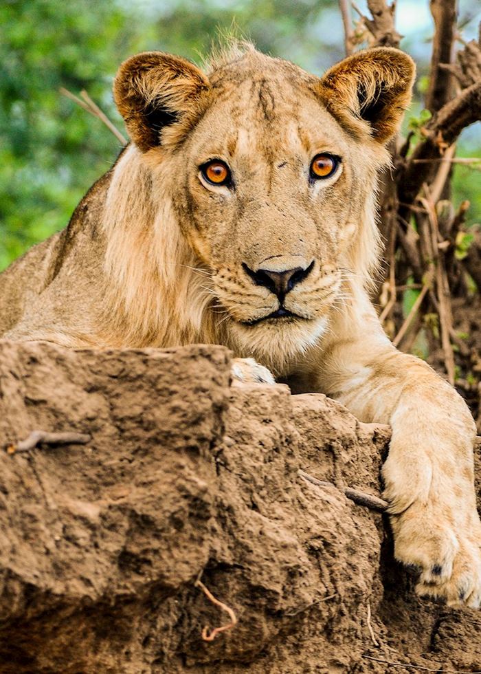 Lion on the riverbank, Lower Zambezi National Park,Zambia