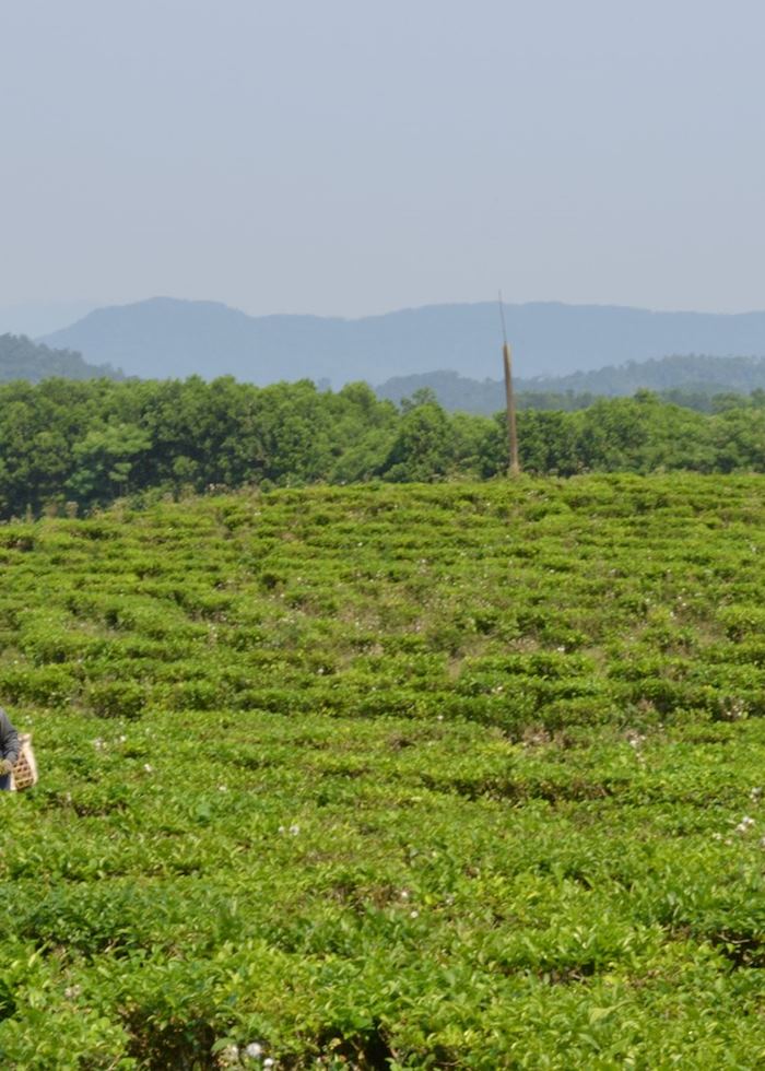 Tea plantations in the hills outside Hoi An
