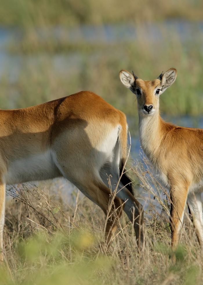 Red lechwe pair, Botswana