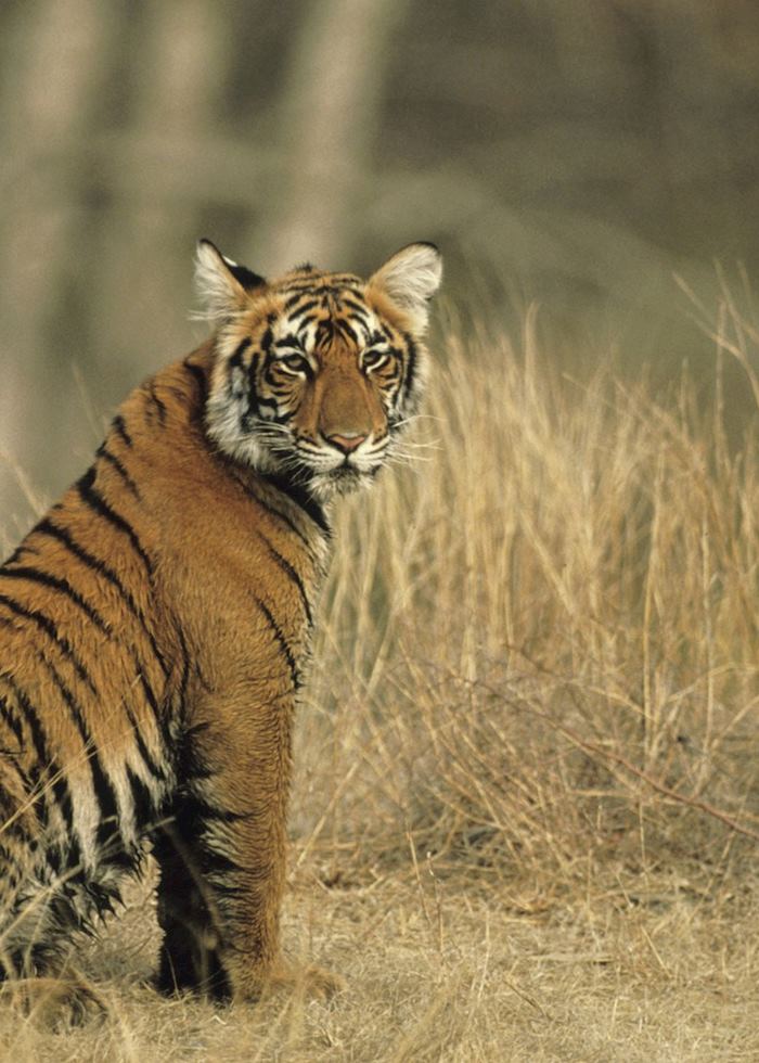 Bengal Tiger cub