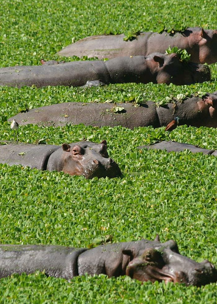 Hippos, South Luangwa National Park, Zambia