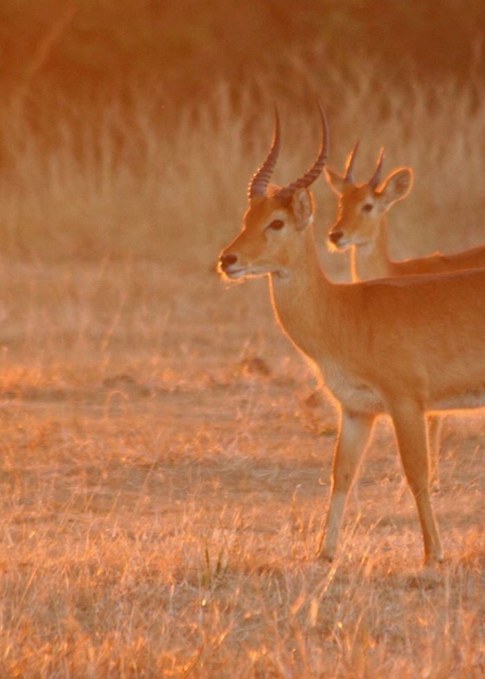 Puku at sunset, South Luangwa National Park, Zambia