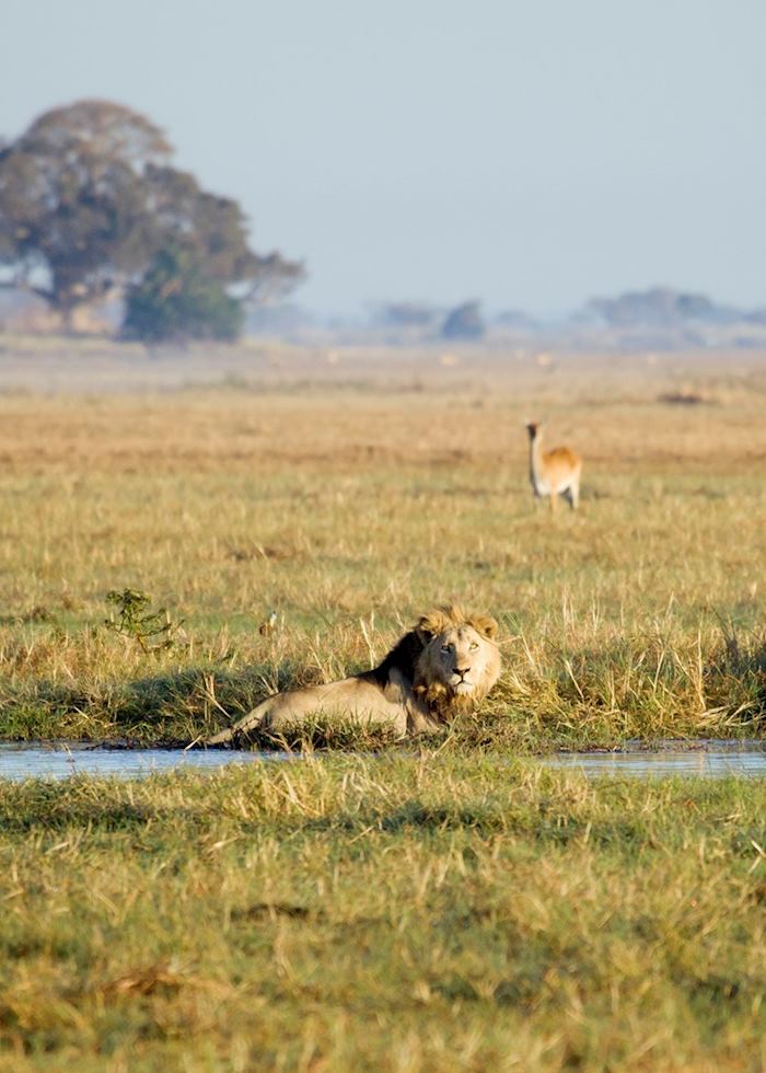 Lions hunting in the Busanga swamps, Kafue National Park