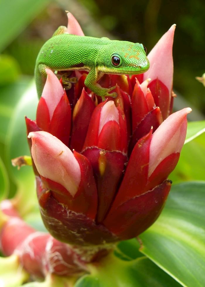 Gecko in Andasibe, Madagascar