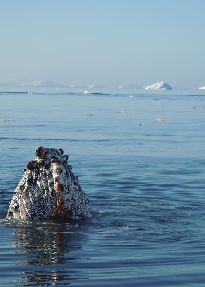 Whale spotting, Antarctica