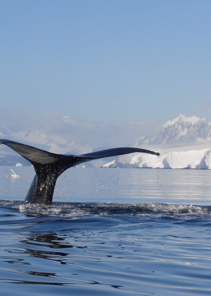 Whale spotting, Antarctica