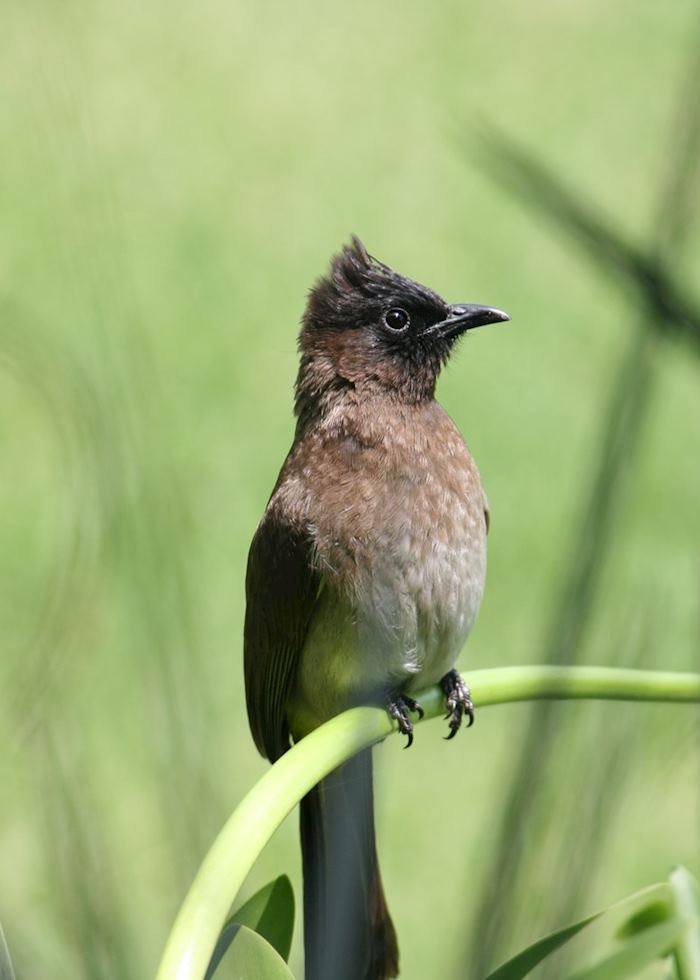 Blackeyed Bulbul