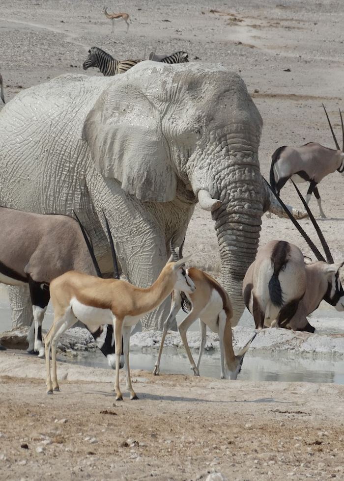 A typical waterhole scene, Etosha National Park