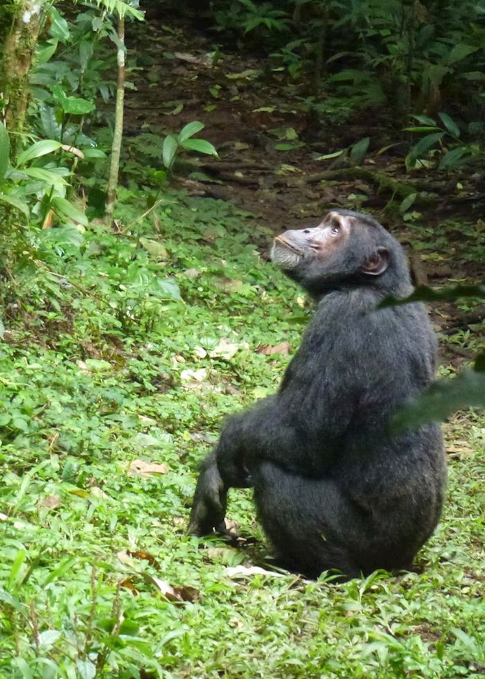Chimpanzee