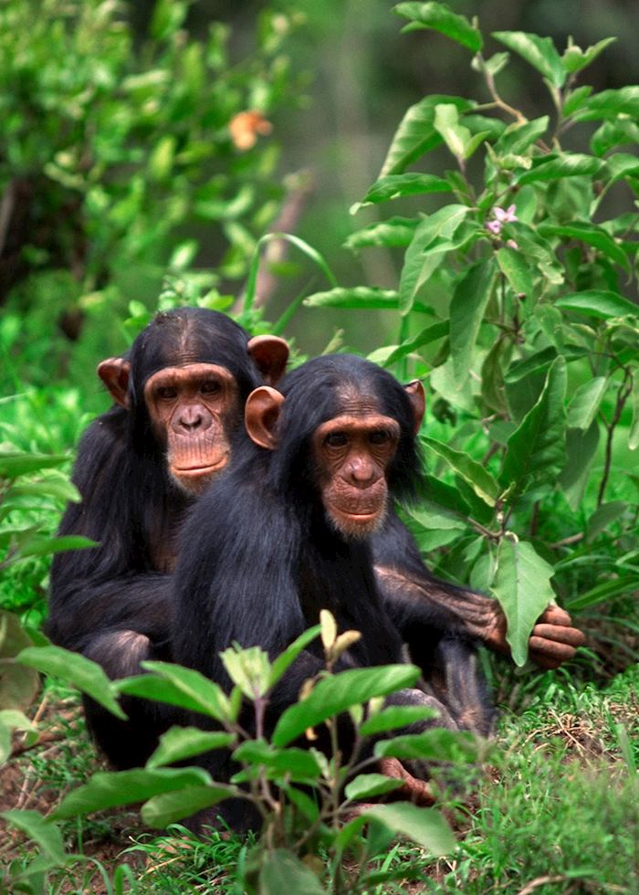 Two young chimpanzees