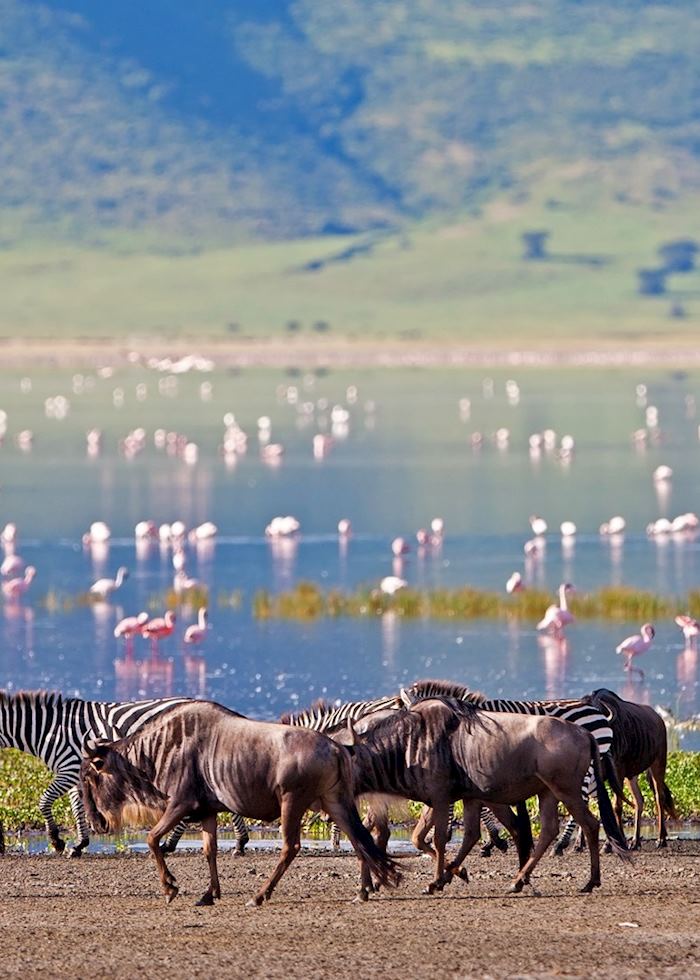 Wildebeest, zebra and flamingos in the Ngorongoro Crater