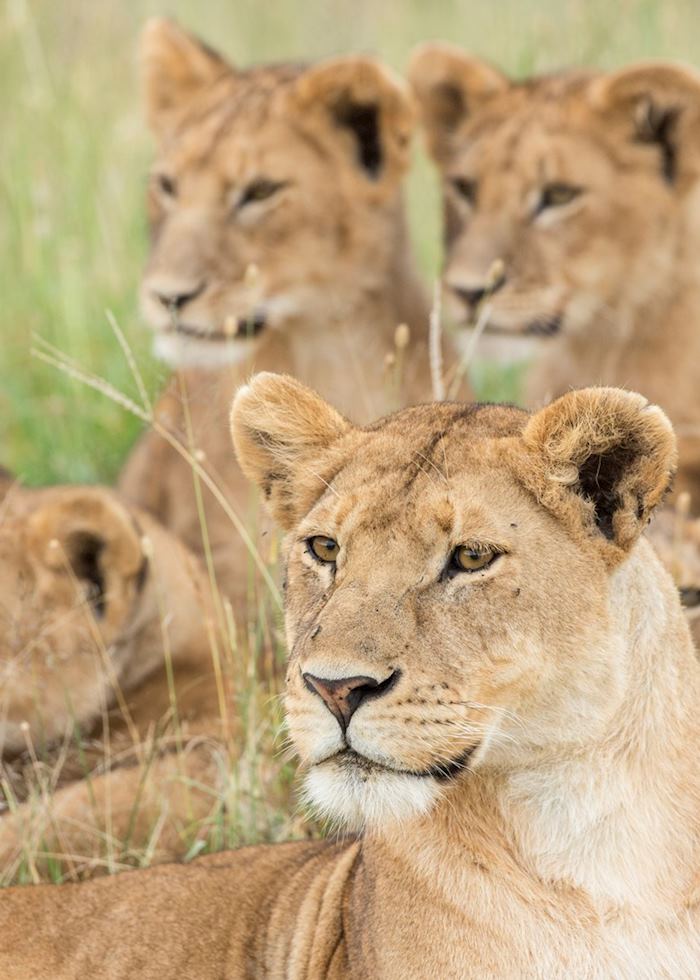 Pride of lions, Serengeti National Park
