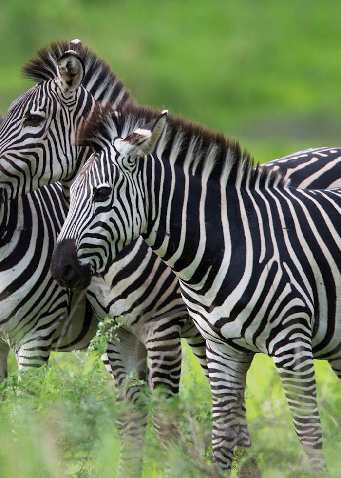 Zebra trio, Tanzania