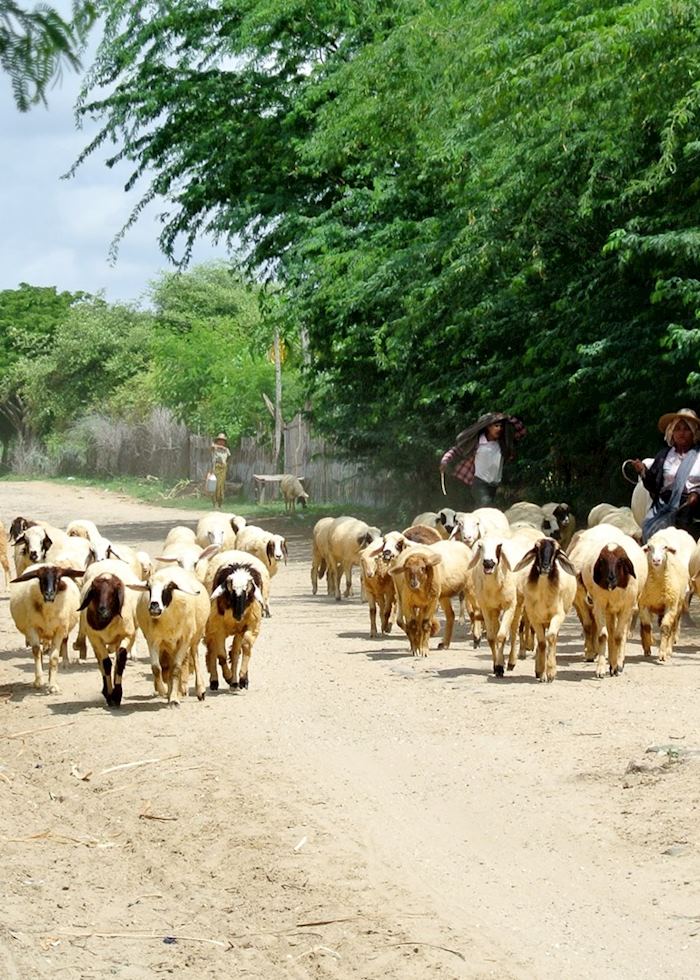 Shepherd's on the move, Bagan, Burma (Myanmar)