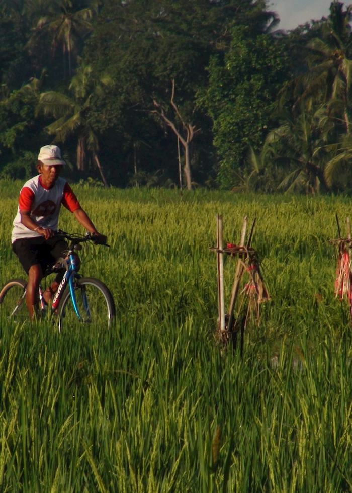 Cycling through rice terraces, Ubud