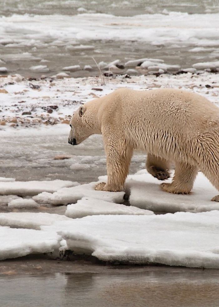 Polar Bear in Churchill, Canada