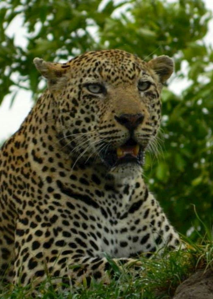 Male leopard in the Sabi Sands