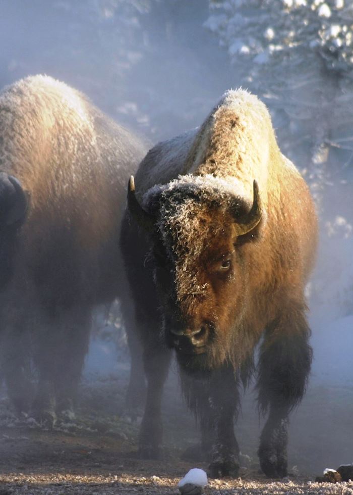 Bison in Yellowstone National Park
