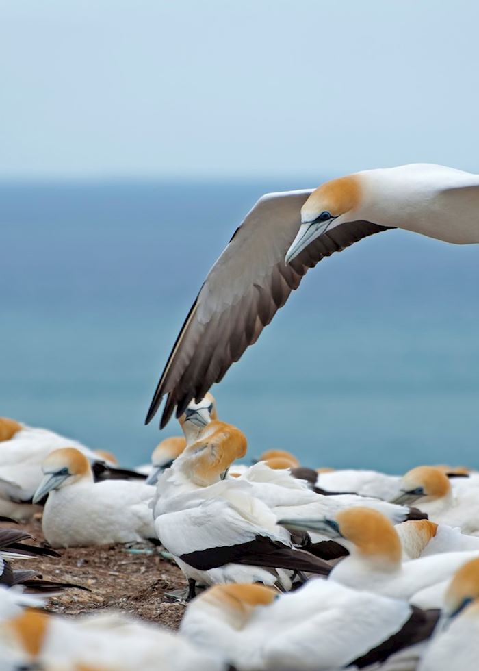 Hawke's Bay gannets