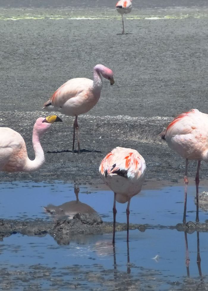 Flamingos in a lagoon, Bolivian Altiplano