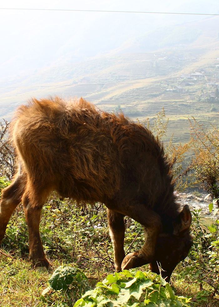 Young Water buffalo, Sapa Valley, Vietnam