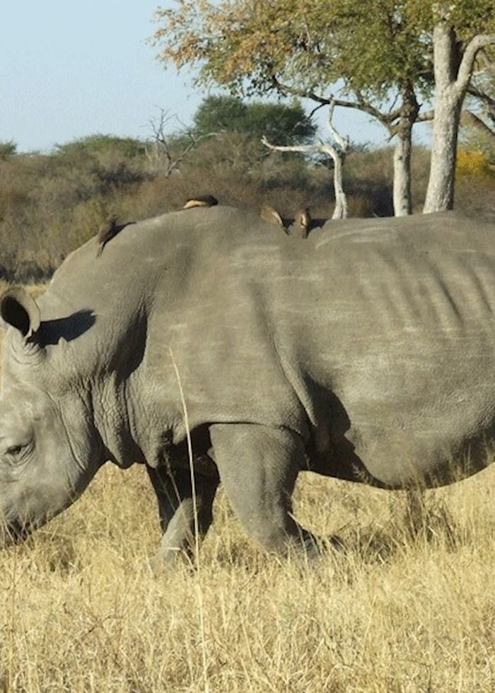 Rhino in Hwange National Park, Zimbabwe