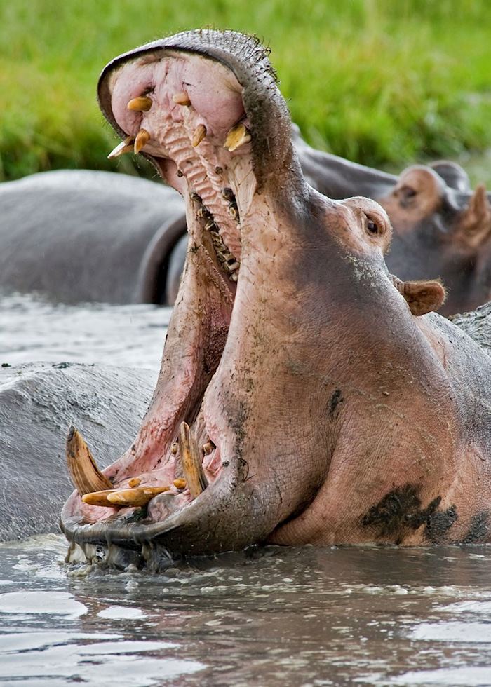 Hippos, Mana Pools, Zimbabwe