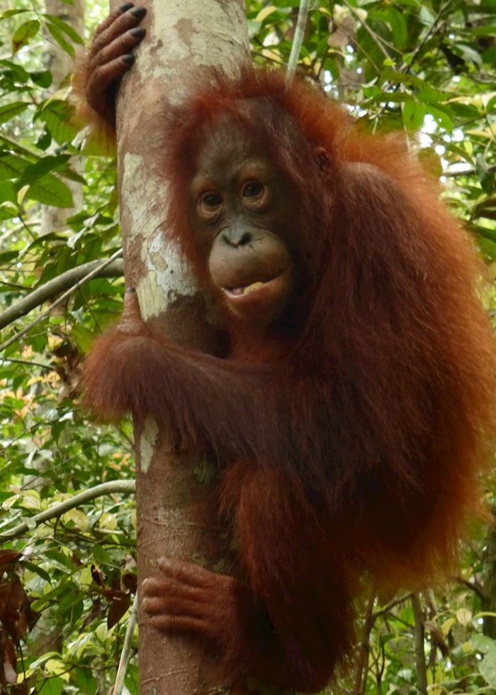 Orangutan, Tanjung Puting National Park, Kalimantan