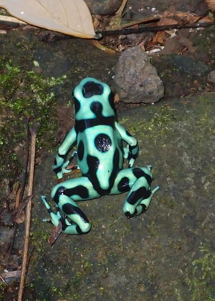 Black and Green Dart Frog, Sarapiqui, Costa Rica