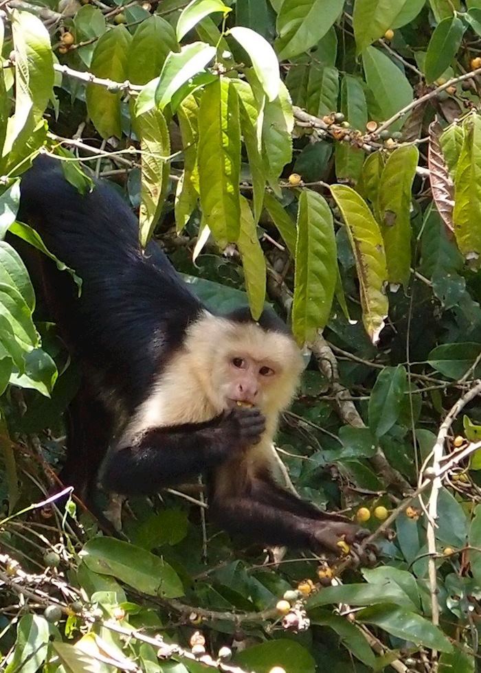 Capuchin Monkey, Cano Negro excursion from Arenal