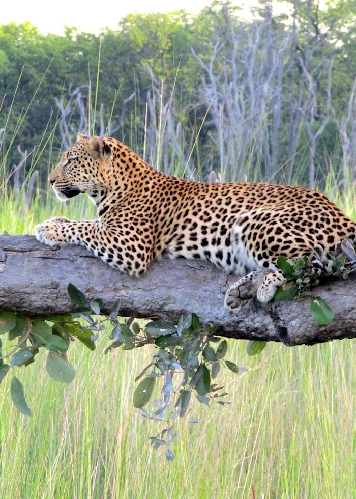 Leopard, Moremi Wildlife Reserve, Botswana