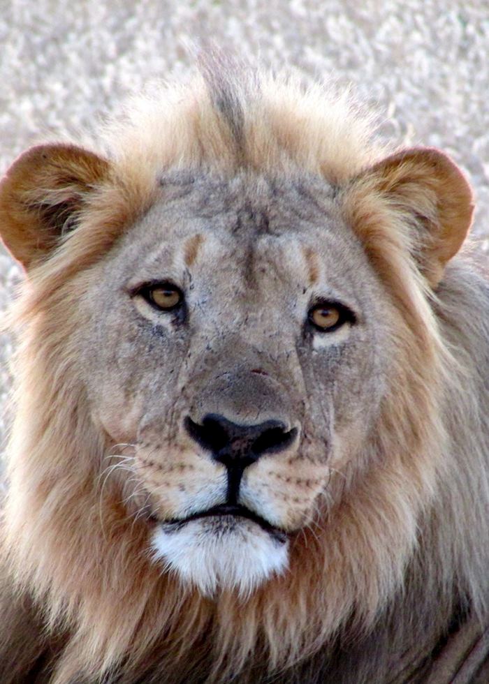 Male lion, Ongava Reserve, Namibia