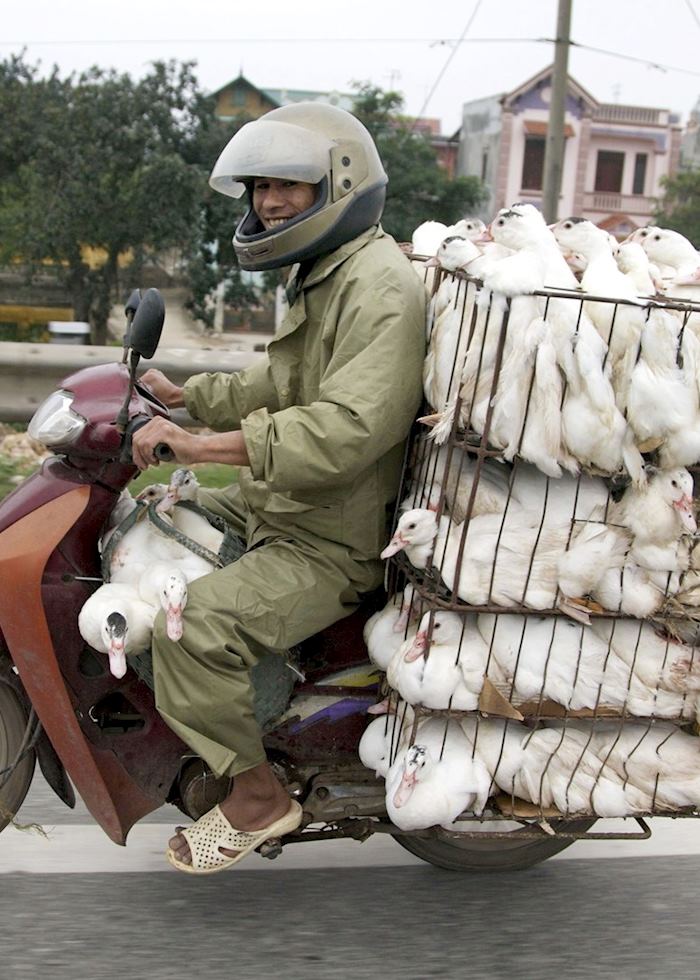 Ducks on motorbike in Hanoi