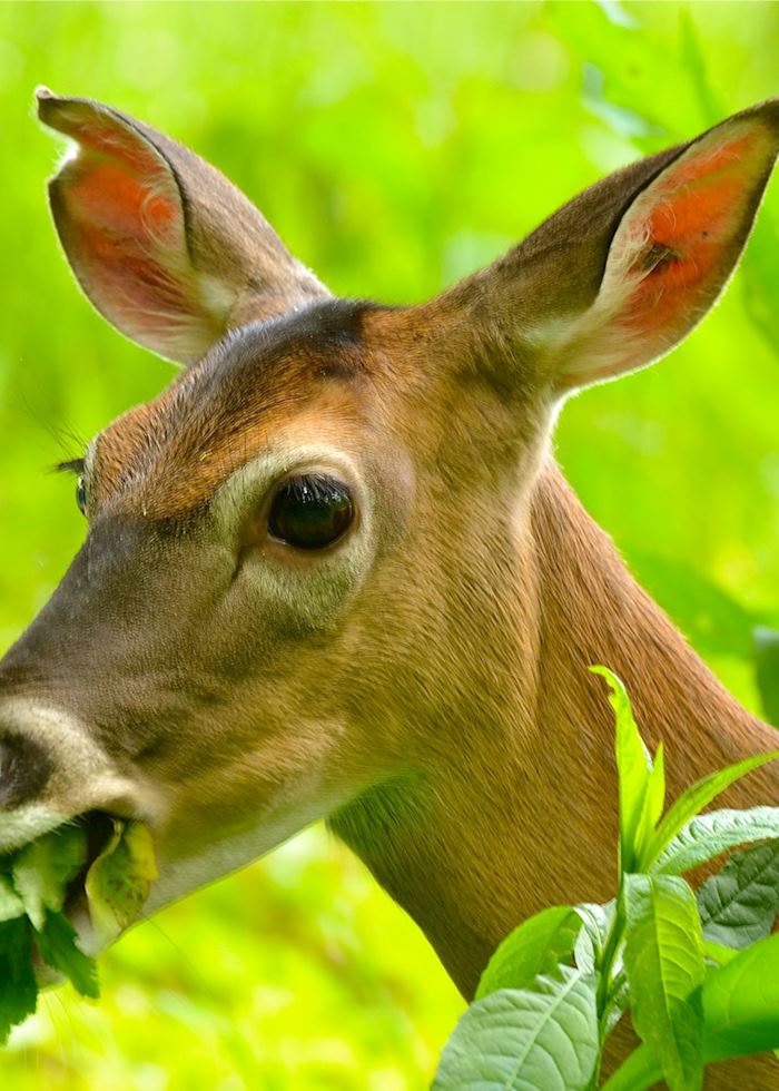 Deer in the Great Smoky Mountains