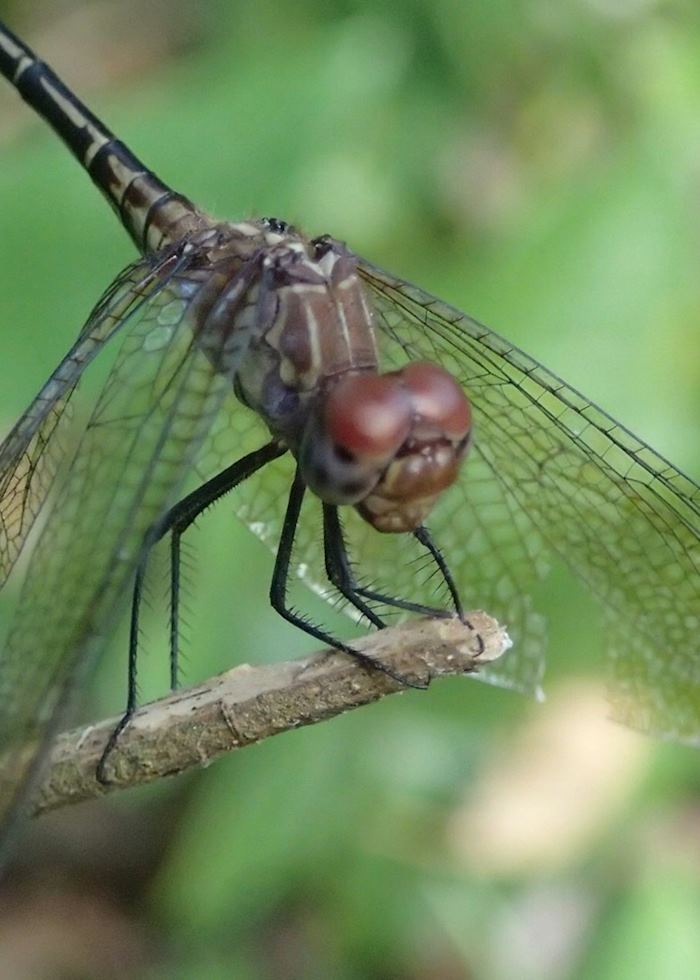 Dragonfly, Belize