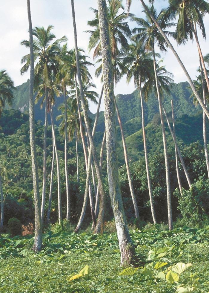 Coconut plantations, The Cook Islands