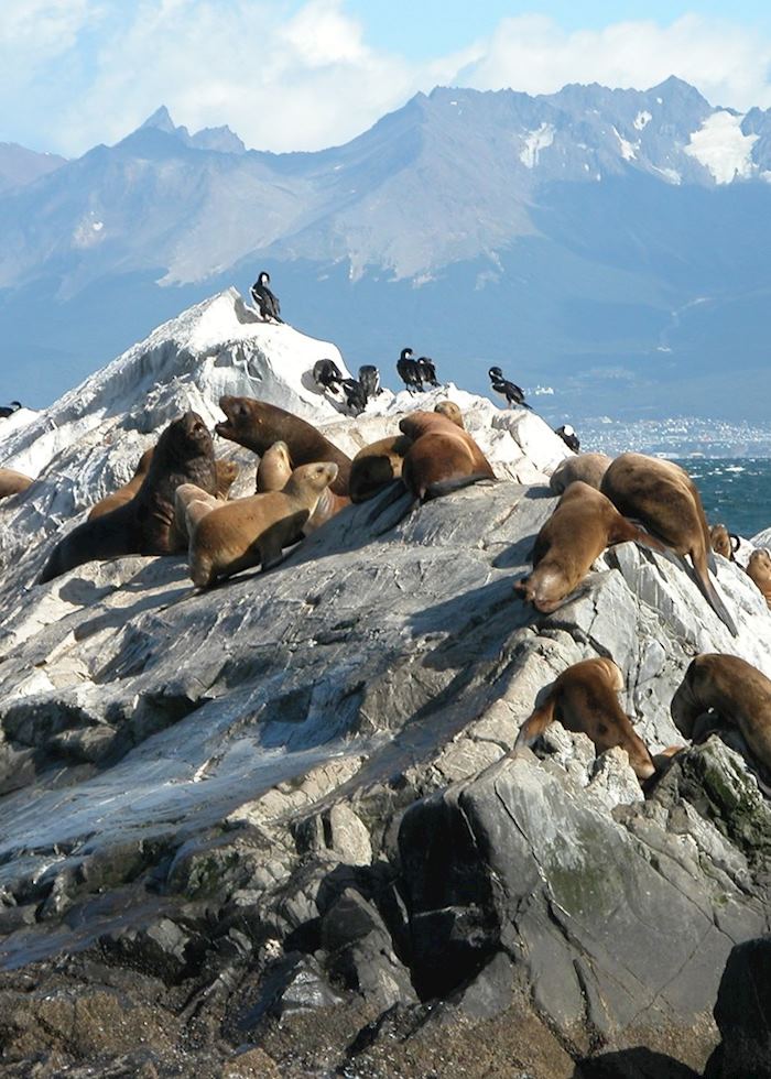 Sea lions, Beagle Channel, Ushuaia