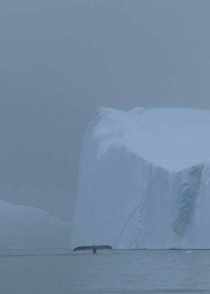 Icebergs looming out of the mist, Greenland