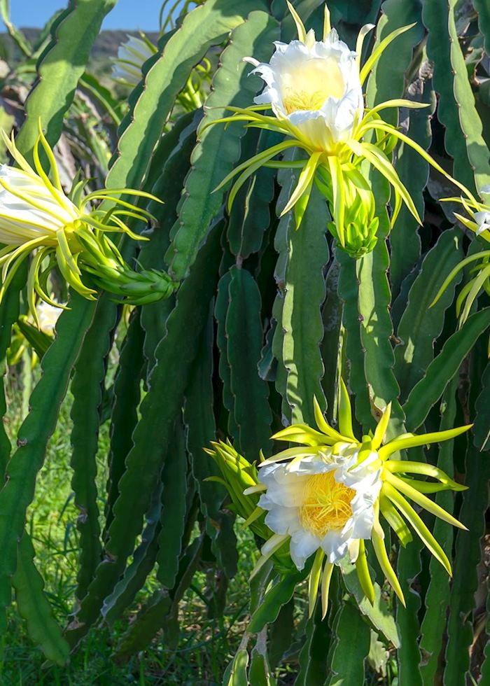 Dragon fruit orchard