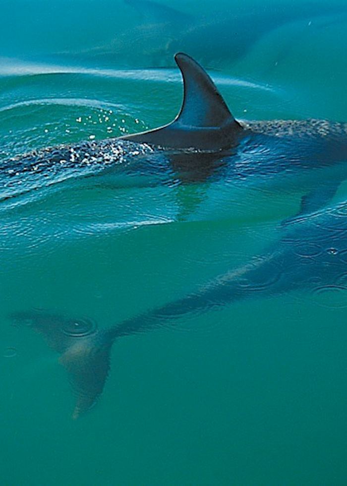 Dolphins, Abel Tasman National Park