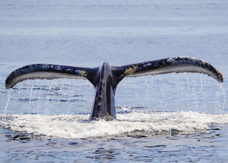 A whale fluke, New England