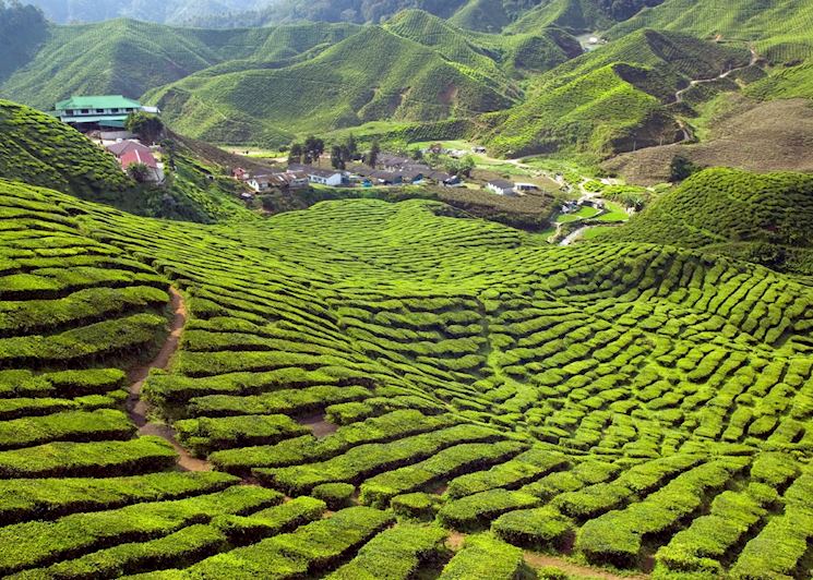Cameron highlands tea plantation