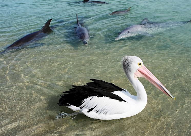 Monkey Mia Dolphin Resort, Monkey Mia & Shark Bay