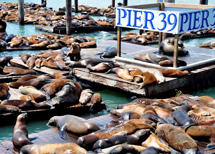 Pier 39 sea lion colony, San Francisco